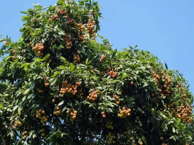 এ বছর তাপদাহের কারণে লিচুর কিছুটা ক্ষতি হয়েছে