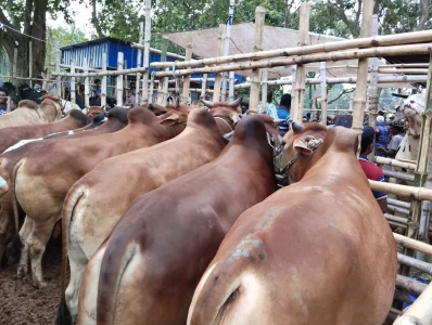 আলাউদ্দিন নগর হাটে তোলা ছবি