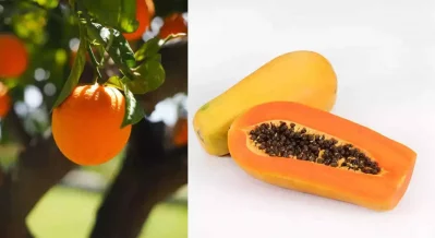 কমলালেবু ও পেঁপে