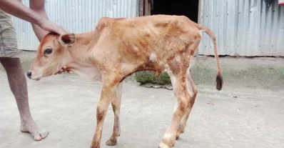 লাম্পি স্কিন রোগে আক্রান্ত একটি বাছুর | ছবি: সংগৃহীত 