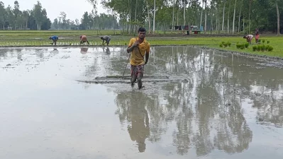 জমি প্রস্তুত চলছে | ছবি: দেশ রূপান্তর 