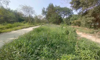 ৮১টি লাশ এইখানে বেওয়ারিশ হিসেবে দাফন করা হয়েছে। যা চিনতে একমাত্র ভরসা বাঁশের খুঁটি। ছবি: ইমানুল সোহান
