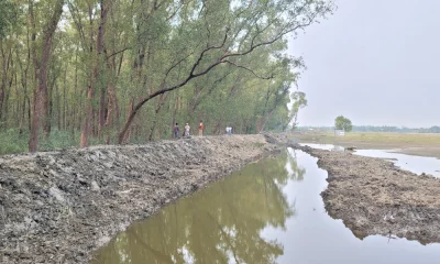বনায়নের জমি দখল করে ঘের বড় করা হচ্ছে। ছবি: দেশ রূপান্তর