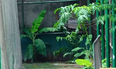 মিরপুর স্টেডিয়ামে একাডেমি মাঠের উইকেটের পাশে পেপে, কলা, সবজির চাষ!