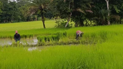 রোপণের জন্য বীজতলা থেকে ধানের চারা তুলেছেন কয়েক জন। ছবি: দেশ রূপান্তন 
