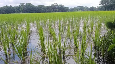 সারি ধরে ধানের চারা রোপণ করা একটি জমির চিত্র। ছবি: দেশ রূপান্তর