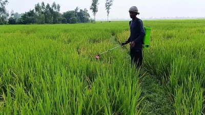 রোগা আক্রান্ত ক্ষেতে কীটনাশক ছিটাচ্ছেন কৃষক। ছবি: দেশ রূপান্তর