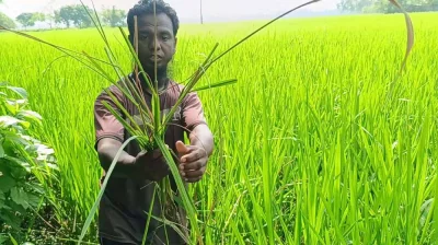 পোকা আক্রান্ত ধান গাছ হাতে এক কৃষক। ছবি: দেশ রূপান্তর  