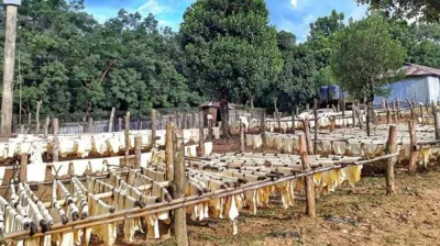 প্রক্রিয়া শেষে রোদে শুকানো হচ্ছে রাবার। ছবি: দেশ রূপান্তর 
