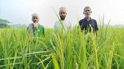 নির্ধারিত লক্ষ্যমাত্রার চেয়ে এবার দুমকিতে বেশি জমিতে আমন চাষ হয়েছে। ছবি: দেশ রূপান্তর 