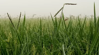 ধান ক্ষেতে শিশির বিন্দু। ছবি: প্রতিনিধি