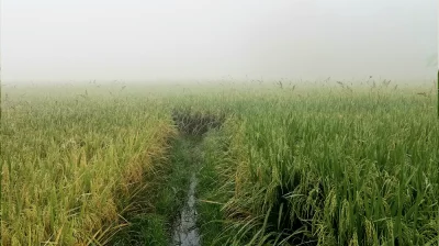 কুয়াশা ঘেরা ফসলের মাঠ। ছবি: প্রতিনিধি 