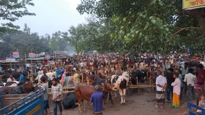 গাইবান্ধার সদর উপজেলার দাঁড়িয়াপুর হাটে গরু বেশি কিন্তু ক্রেতা কম দেখা গেছে। ছবি: প্রতিনিধি 