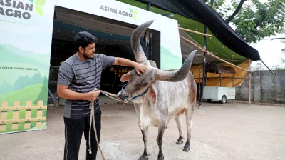এশিয়ান এগ্রোর লম্বা শিং ওয়াল গরু। ছবি: প্রতিনিধি 