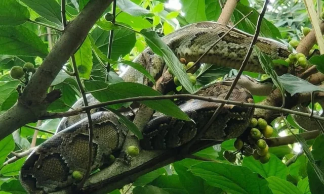 Bir qiz mashinada siltanib ketayotgan yigitni kordi.