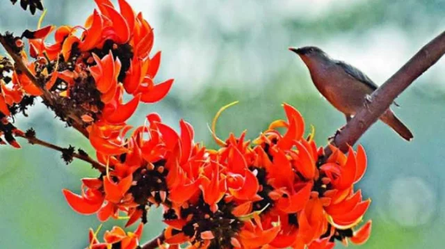 আজ পহেলা ফাল্গুন, স্বাগত জানাতে নানা আয়োজন