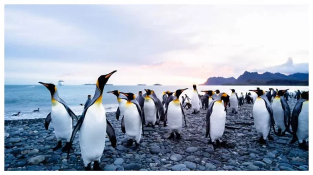 দক্ষিণ আফ্রিকায় খাদ্য সংকটে ৬০ হাজারের বেশি পেঙ্গুইনের মৃত্যু