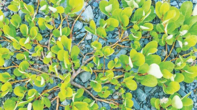 বিশ্বের ক্ষুদ্রতম বৃক্ষ বামন উইলো: অবাক করা তথ্য!