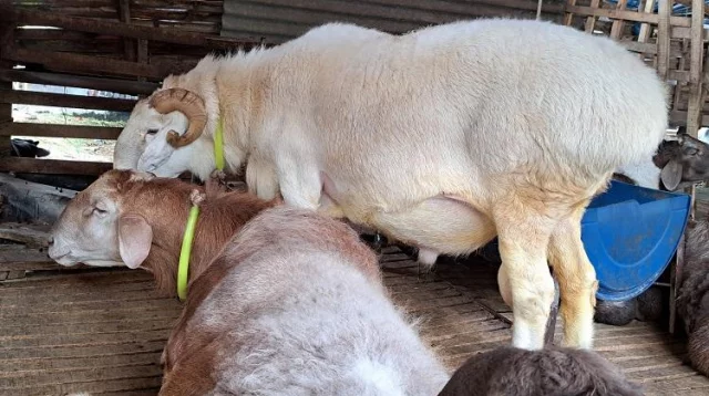 Ular turmush qurgan onani aldab, porno yulduz bilan jinsiy aloqa qilishgan. Onlayn video jinsiy aloqa publik mofos